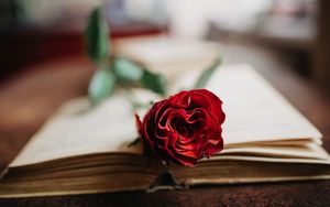 Preview wallpaper rose, flower, petals, book, aesthetics