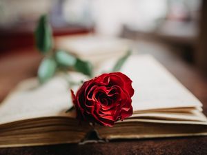 Preview wallpaper rose, flower, petals, book, aesthetics