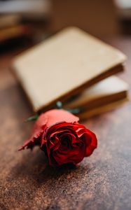 Preview wallpaper rose, flower, petals, bud, macro