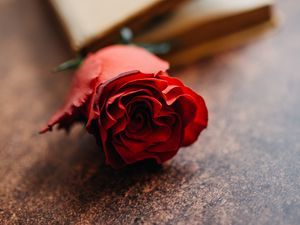 Preview wallpaper rose, flower, petals, bud, macro