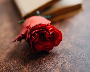 Preview wallpaper rose, flower, petals, bud, macro