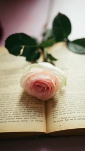Preview wallpaper rose, flower, petals, book, pages, aesthetics