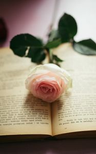 Preview wallpaper rose, flower, petals, book, pages, aesthetics