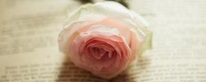 Preview wallpaper rose, flower, petals, book, pages, aesthetics