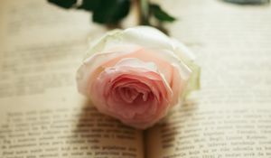 Preview wallpaper rose, flower, petals, book, pages, aesthetics