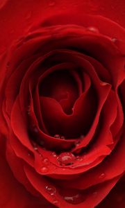 Preview wallpaper rose, flower, petals, bud, drops, macro, red