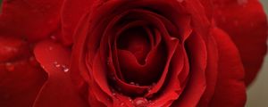 Preview wallpaper rose, flower, petals, bud, drops, macro, red