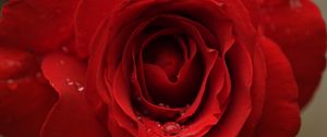 Preview wallpaper rose, flower, petals, bud, drops, macro, red