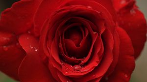 Preview wallpaper rose, flower, petals, bud, drops, macro, red