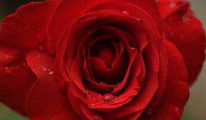 Preview wallpaper rose, flower, petals, bud, drops, macro, red