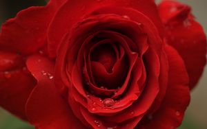 Preview wallpaper rose, flower, petals, bud, drops, macro, red