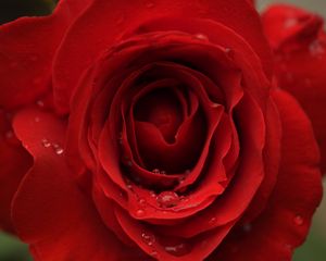 Preview wallpaper rose, flower, petals, bud, drops, macro, red