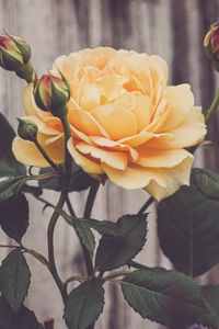 Preview wallpaper rose, flower, petals, leaves, yellow, macro