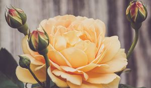 Preview wallpaper rose, flower, petals, leaves, yellow, macro