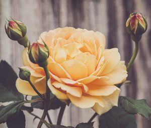 Preview wallpaper rose, flower, petals, leaves, yellow, macro