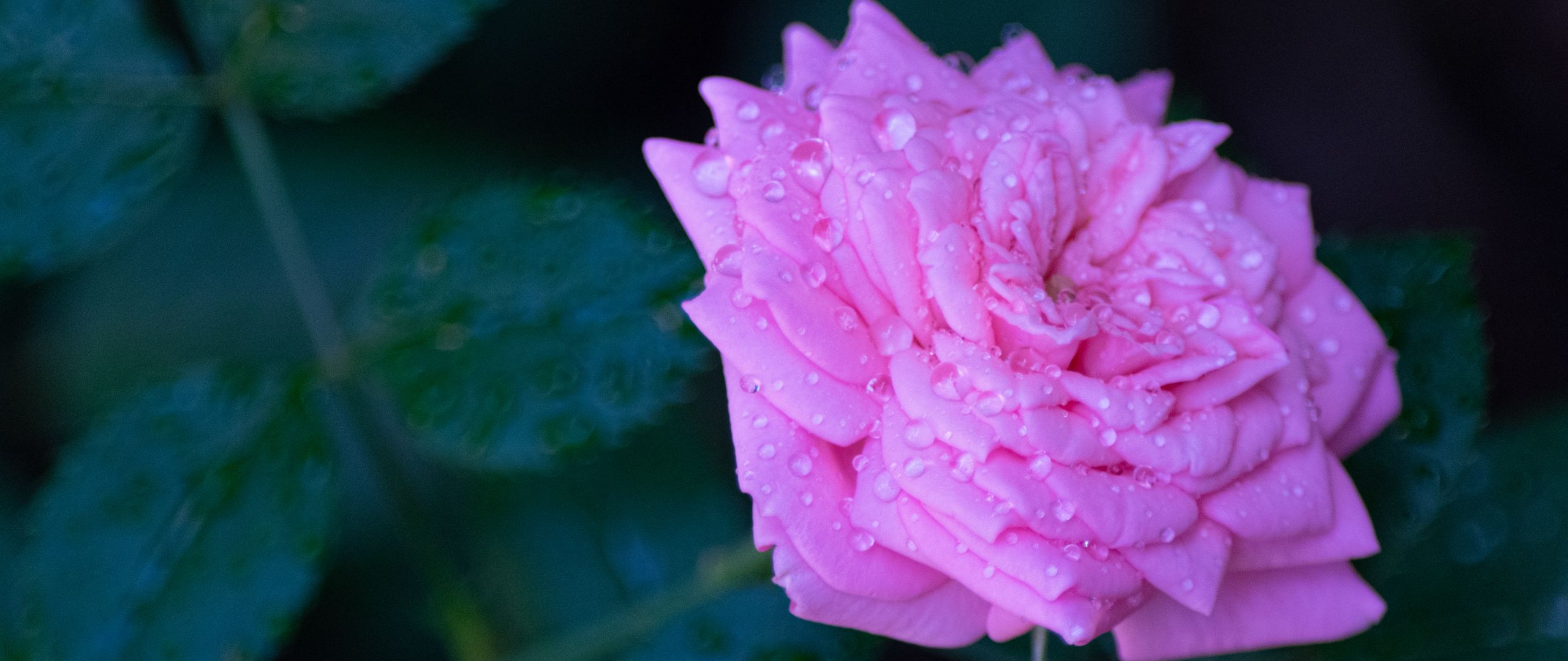 Download wallpaper 2560x1080 rose, flower, petals, drops, macro, blur