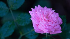 Preview wallpaper rose, flower, petals, drops, macro, blur
