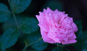 Preview wallpaper rose, flower, petals, drops, macro, blur