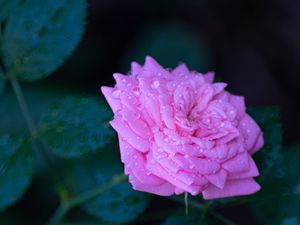 Preview wallpaper rose, flower, petals, drops, macro, blur