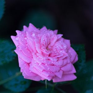 Preview wallpaper rose, flower, petals, drops, macro, blur