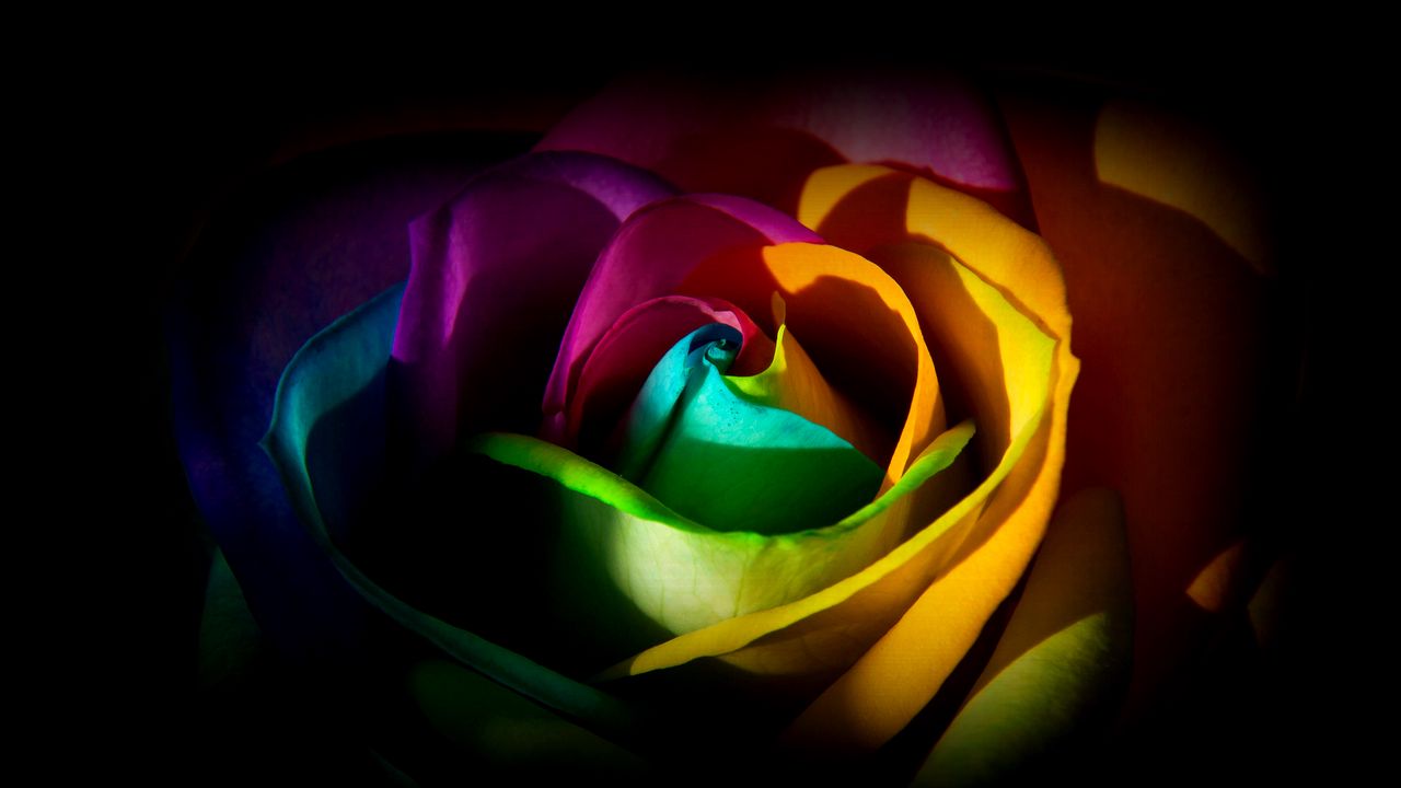 Wallpaper rose, flower, petals, colorful, macro hd, picture, image