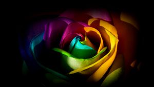 Preview wallpaper rose, flower, petals, colorful, macro
