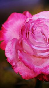 Preview wallpaper rose, flower, petals, pink, macro