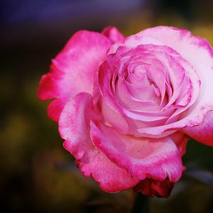 Preview wallpaper rose, flower, petals, pink, macro