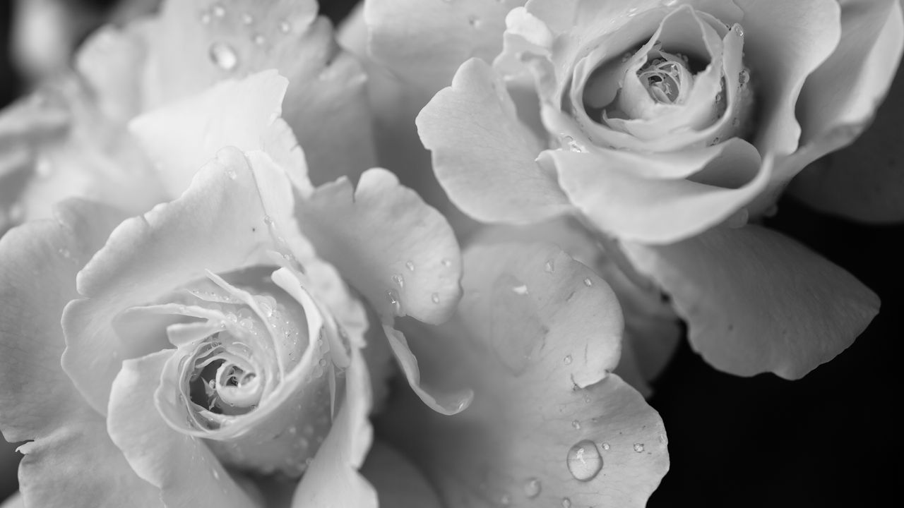 Wallpaper rose, flower, petals, drops, macro, black and white