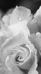 Preview wallpaper rose, flower, petals, drops, macro, black and white