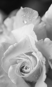 Preview wallpaper rose, flower, petals, drops, macro, black and white