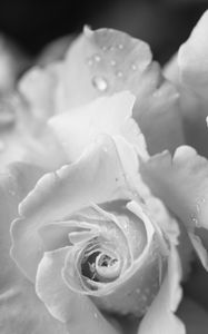Preview wallpaper rose, flower, petals, drops, macro, black and white
