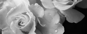 Preview wallpaper rose, flower, petals, drops, macro, black and white