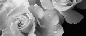 Preview wallpaper rose, flower, petals, drops, macro, black and white