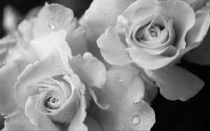 Preview wallpaper rose, flower, petals, drops, macro, black and white