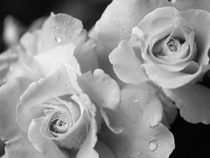 Preview wallpaper rose, flower, petals, drops, macro, black and white