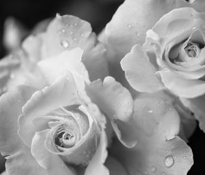 Preview wallpaper rose, flower, petals, drops, macro, black and white