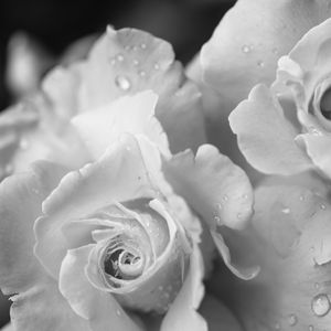 Preview wallpaper rose, flower, petals, drops, macro, black and white