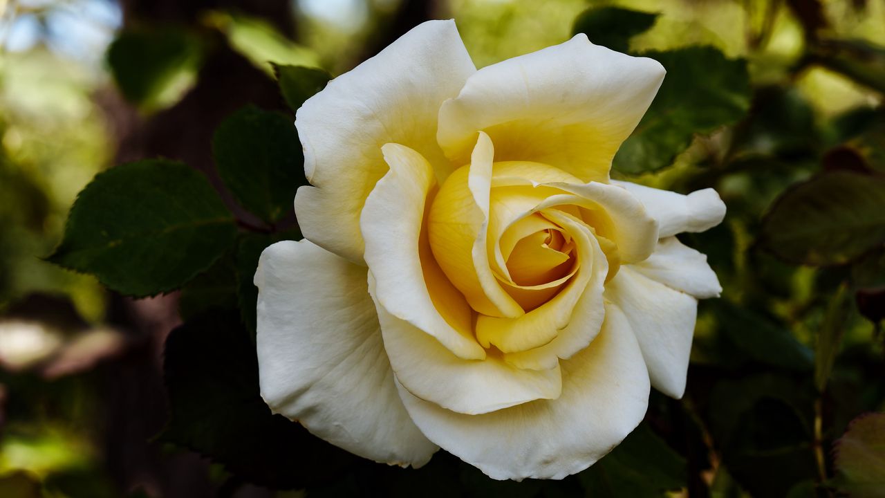 Wallpaper rose, flower, petals, macro, yellow