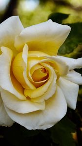 Preview wallpaper rose, flower, petals, macro, yellow