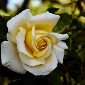 Preview wallpaper rose, flower, petals, macro, yellow