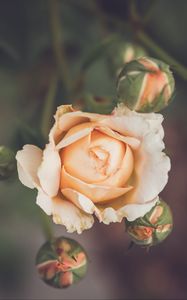 Preview wallpaper rose, flower, petals, buds, macro