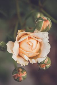 Preview wallpaper rose, flower, petals, buds, macro