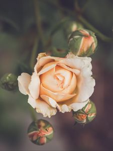 Preview wallpaper rose, flower, petals, buds, macro