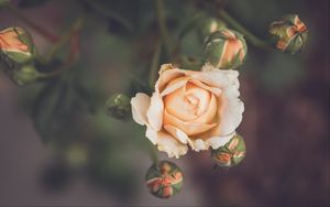 Preview wallpaper rose, flower, petals, buds, macro
