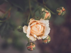 Preview wallpaper rose, flower, petals, buds, macro