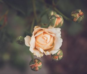 Preview wallpaper rose, flower, petals, buds, macro