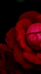 Preview wallpaper rose, flower, petals, red, dark, macro