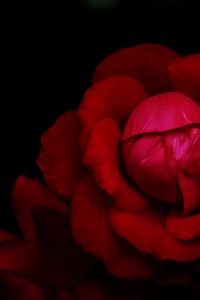 Preview wallpaper rose, flower, petals, red, dark, macro
