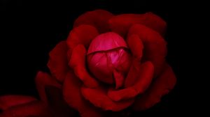 Preview wallpaper rose, flower, petals, red, dark, macro